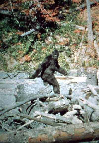 Patterson clip, from the Patterson footage of Bigfoot