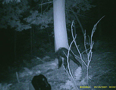 Pensylvania game tracker picture of a possible Bigfoot